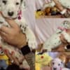 Dalmatian FCI pedigree photo 1