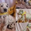 Dalmatian FCI pedigree photo 2