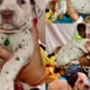 Dalmatian FCI pedigree photo 3