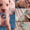 Dalmatian FCI pedigree photo 4