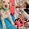 Dalmatian FCI pedigree photo 6