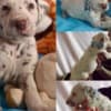 Dalmatian FCI pedigree photo 7