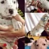 Dalmatian FCI pedigree photo 8