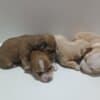 Havanese Bichon puppies photo 1