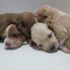 Havanese Bichon puppies photo 2
