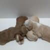 Havanese Bichon puppies photo 3