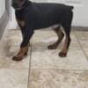 Euro doberman puppy photo 1