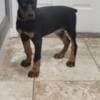 Euro doberman puppy photo 2