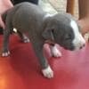 Gorgeous Pitbull Puppies photo 1