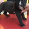 Gorgeous Pitbull Puppies photo 2
