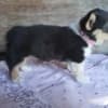 Purebred Pembroke Welsh Corgis !!! photo 1