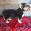 Purebred Pembroke Welsh Corgis !!! photo 2