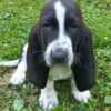 Basset Hound photo 1