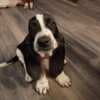 Basset Hound photo 2