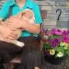 English Bulldog  & American Bulldog Hybrid photo 1