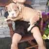 English Bulldog  & American Bulldog Hybrid photo 2