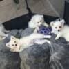 American Eskimo Puppies photo 1