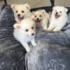 American Eskimo Puppies photo 2