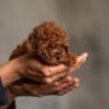 Red dwarf and toy poodles photo 4