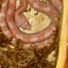 Baby corn snake photo 1