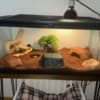 Baby corn snake photo 2