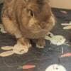 Netherland Dwarf Bunny Rabbit photo 1