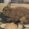 Netherland Dwarf Bunny Rabbit photo 2