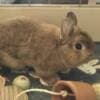 Netherland Dwarf Bunny Rabbit photo 3