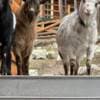 Rehoming Nigerian Dwarf Goats photo 1