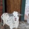 Rehoming Nigerian Dwarf Goats photo 2