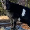 Rehoming Nigerian Dwarf Goats photo 3