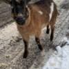 Rehoming Nigerian Dwarf Goats photo 4