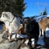 Rehoming Nigerian Dwarf Goats photo 5