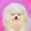 Pomeranian Boo Puppies photo 4