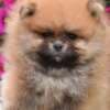Pomeranian Boo Puppies photo 5