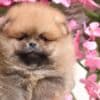 Pomeranian Boo Puppies photo 6