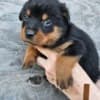 Rottweiler Pups photo 1