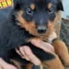 Rottweiler Pups photo 2