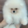 Pomeranian Spitz puppies photo 1