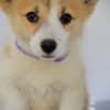 Welsh Corgi Pembroke puppies photo 1