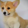 Welsh Corgi Pembroke puppies photo 2