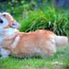 Welsh Corgi Pembroke puppies photo 3