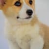 Welsh Corgi Pembroke puppies photo 4