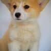 Welsh Corgi Pembroke puppies photo 7