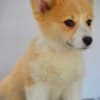 Welsh Corgi Pembroke puppies photo 8