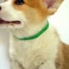 Welsh Corgi Pembroke puppies photo 9