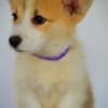 Welsh Corgi Pembroke puppies photo 10