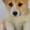 Welsh Corgi Pembroke puppies photo 11
