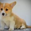 Welsh Corgi Pembroke puppies photo 12
