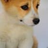 Welsh Corgi Pembroke puppies photo 13